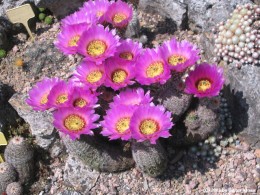 Echinocereus reichenbachii Form     